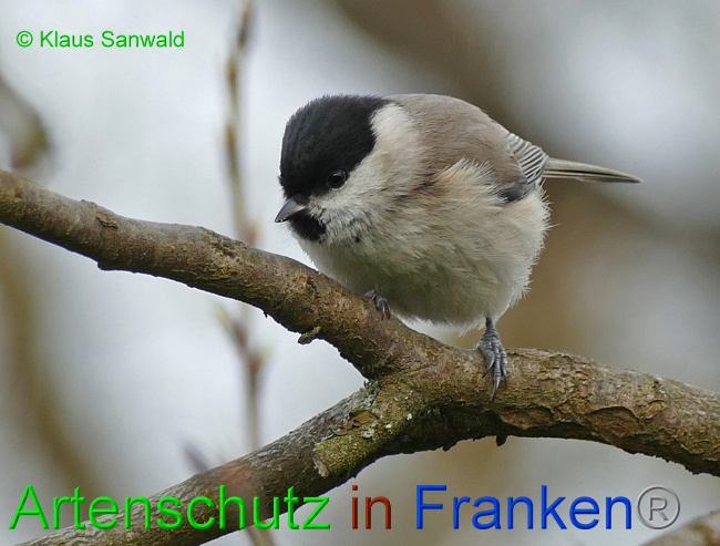 © Artenschutz in Franken® / Klaus Sanwald Bild zum Eintrag (1061051-160)