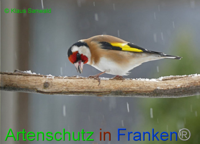 © Artenschutz in Franken® / Klaus Sanwald Bild zum Eintrag (1061053-160)