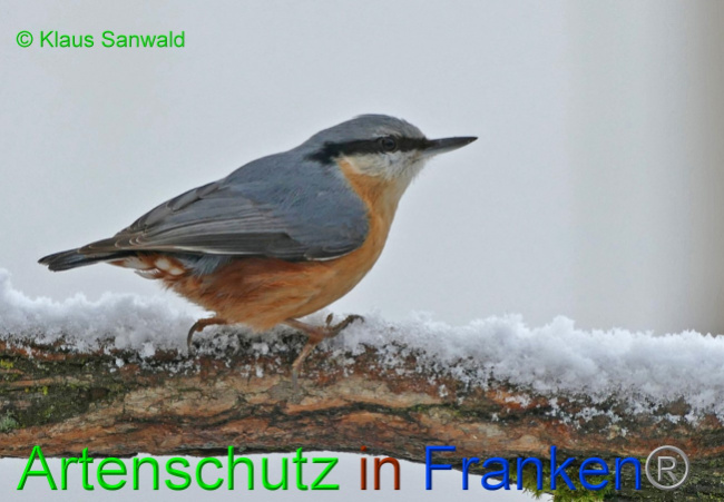 © Artenschutz in Franken® / Klaus Sanwald Bild zum Eintrag (1061055-160)