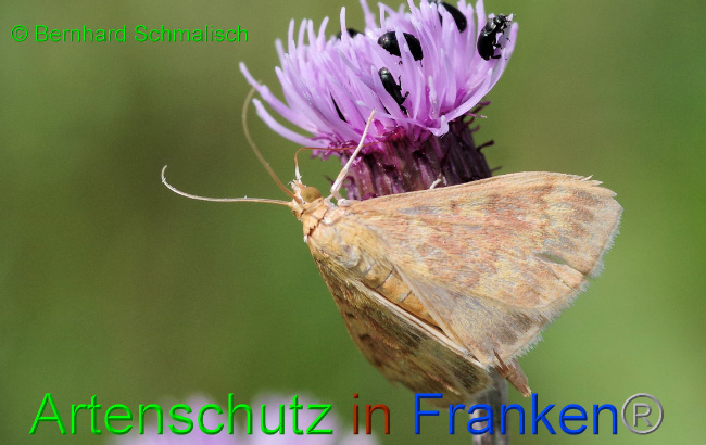 © Artenschutz in Franken® / Bernhard Schmalisch Bild zum Eintrag (1061578-160)