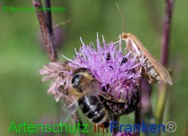 © Artenschutz in Franken® / Bernhard Schmalisch Bild zum Eintrag (1061579-160)