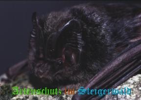 Copyright AiS / Dr. Eckhard Grimmberger Bild zum Eintrag (1061607-160)