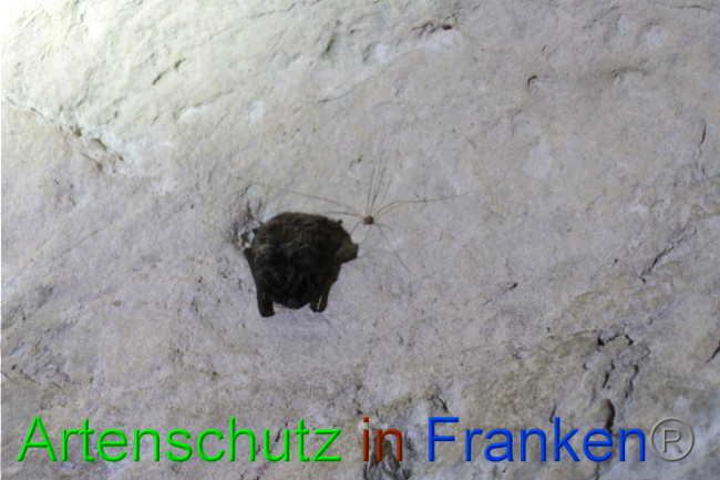 © Artenschutz in Franken® - F.G. Bild zum Eintrag (1061609-160)
