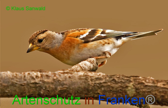© Artenschutz in Franken® / Klaus Sanwald Bild zum Eintrag (1061678-160)