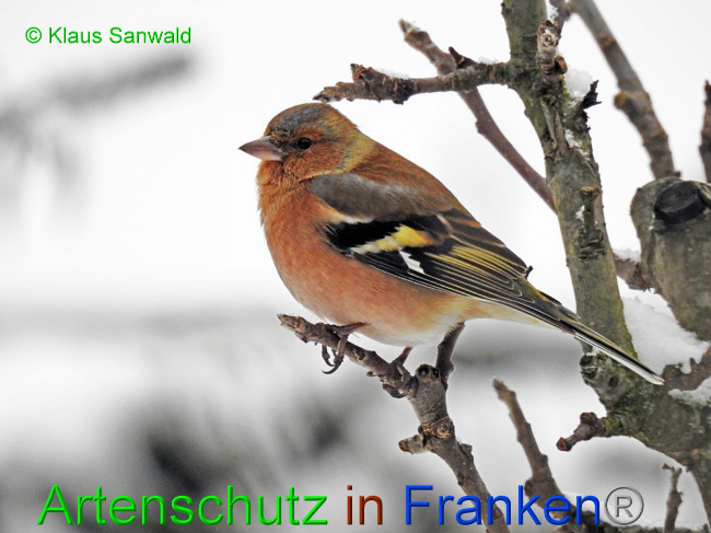 © Artenschutz in Franken® / Klaus Sanwald Bild zum Eintrag (1061681-160)