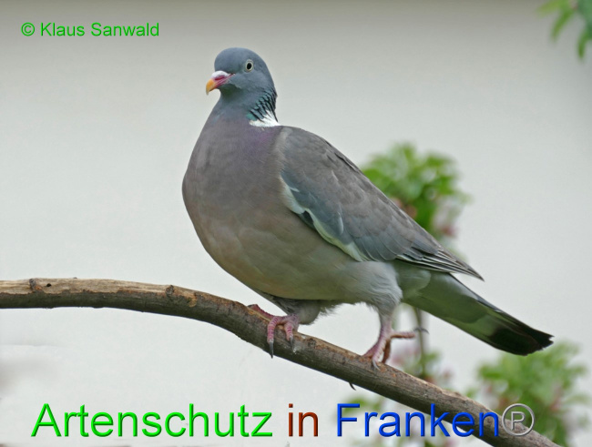 © Artenschutz in Franken® / Klaus Sanwald Bild zum Eintrag (1061685-160)