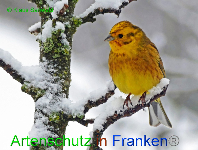 © Artenschutz in Franken® / Klaus Sanwald Bild zum Eintrag (1061693-160)