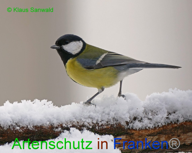 © Artenschutz in Franken® / Klaus Sanwald Bild zum Eintrag (1061695-160)