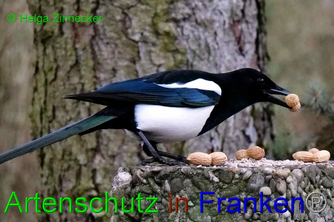 © Artenschutz in Franken® / Helga Zinnecker Bild zum Eintrag (1062001-160)