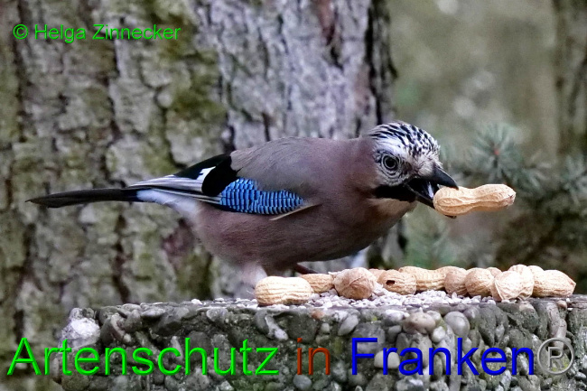 © Artenschutz in Franken® / Helga Zinnecker Bild zum Eintrag (1062009-160)