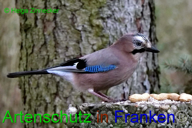 © Artenschutz in Franken® / Helga Zinnecker Bild zum Eintrag (1062010-160)