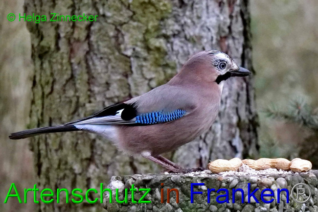 © Artenschutz in Franken® / Helga Zinnecker Bild zum Eintrag (1062011-160)