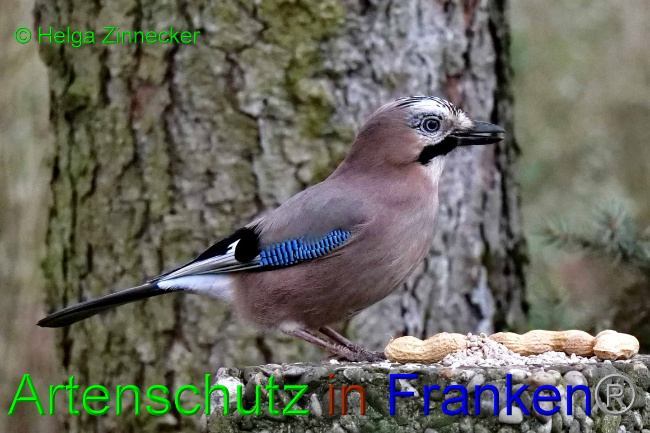 © Artenschutz in Franken® / Helga Zinnecker Bild zum Eintrag (1062013-160)