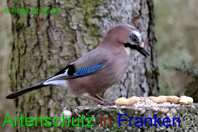 © Artenschutz in Franken® / Helga Zinnecker Bild zum Eintrag (1062014-160)