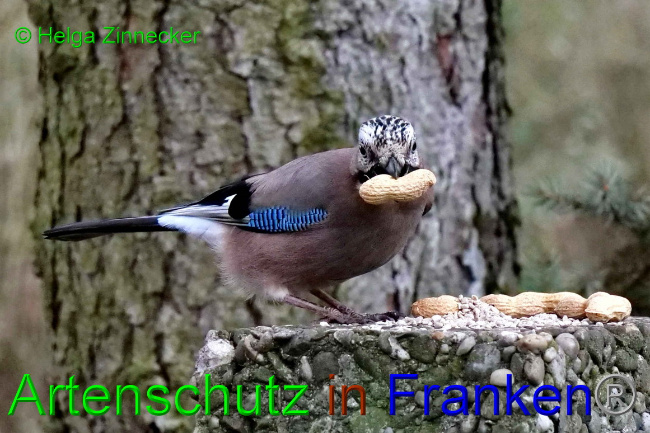 © Artenschutz in Franken® / Helga Zinnecker Bild zum Eintrag (1062015-160)