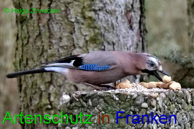 © Artenschutz in Franken® / Helga Zinnecker Bild zum Eintrag (1062017-160)