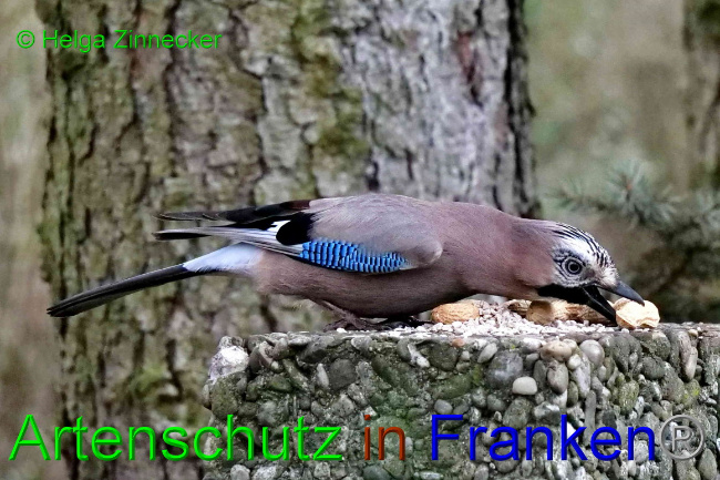 © Artenschutz in Franken® / Helga Zinnecker Bild zum Eintrag (1062018-160)