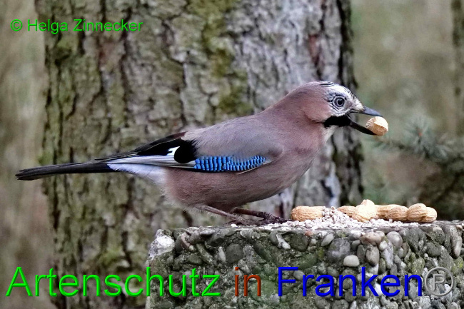 © Artenschutz in Franken® / Helga Zinnecker Bild zum Eintrag (1062019-160)