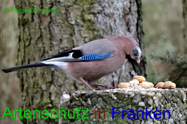 © Artenschutz in Franken® / Helga Zinnecker Bild zum Eintrag (1062022-160)