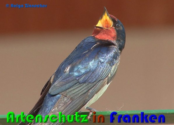 Copyright AiS Helga Zinnecker Bild zum Eintrag (1062784-160)