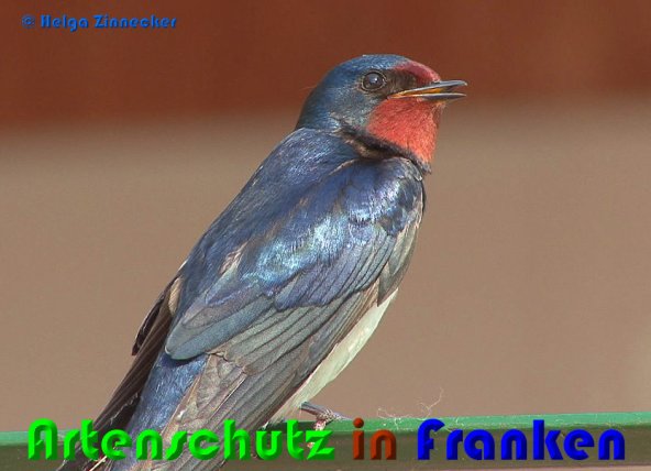 Copyright AiS Helga Zinnecker Bild zum Eintrag (1062786-160)