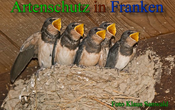 Copyright AiS-Klaus Sanwald Bild zum Eintrag (1062787-160)