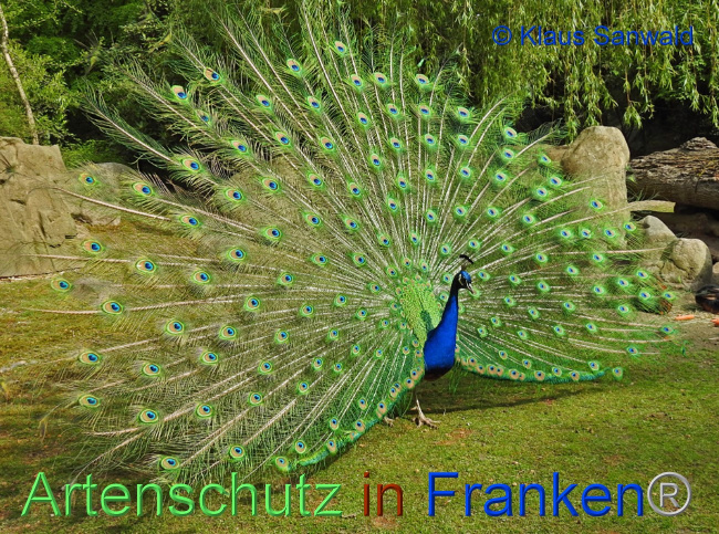 © Artenschutz in Franken® / Klaus Sanwald Bild zum Eintrag (1062804-160)