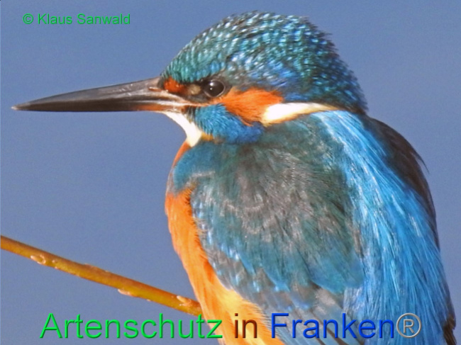 © Artenschutz in Franken® / Klaus Sanwald Bild zum Eintrag (1062821-160)