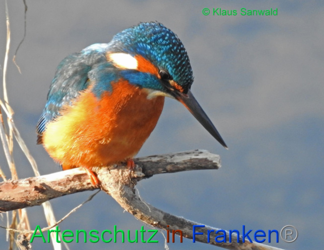 © Artenschutz in Franken® / Klaus Sanwald Bild zum Eintrag (1062822-160)