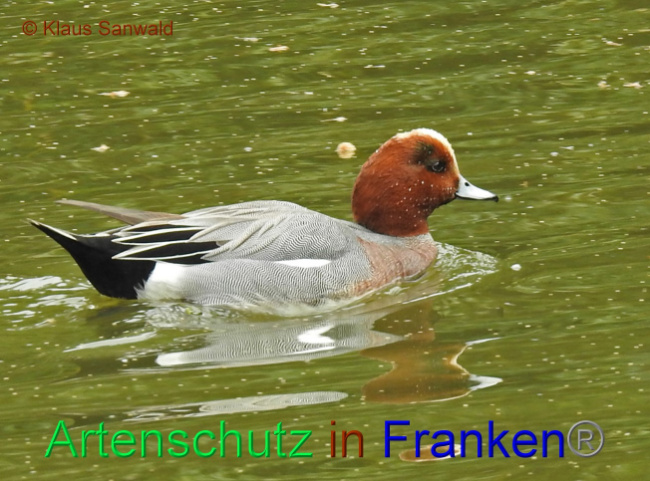 © Artenschutz in Franken® / Klaus Sanwald Bild zum Eintrag (1063012-160)