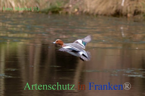 Copyright AiF Manfred Illy Bild zum Eintrag (1063013-160)
