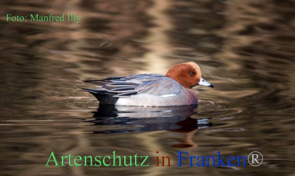 Copyright AiF Manfred Illy Bild zum Eintrag (1063014-160)