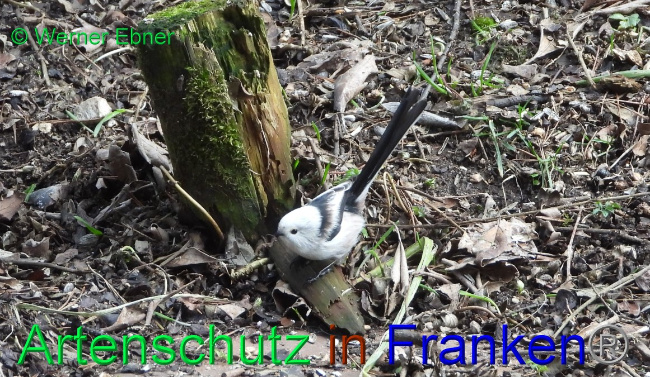 © Artenschutz in Franken® / Werner Ebner Bild zum Eintrag (1063242-160)