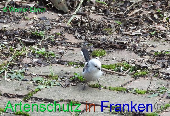 © Artenschutz in Franken® / Werner Ebner Bild zum Eintrag (1063243-160)