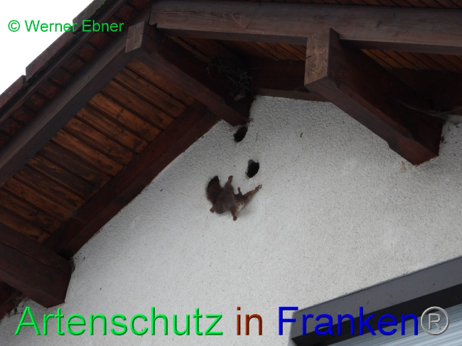 © Artenschutz in Franken® / Werner Ebner Bild zum Eintrag (1063468-160)