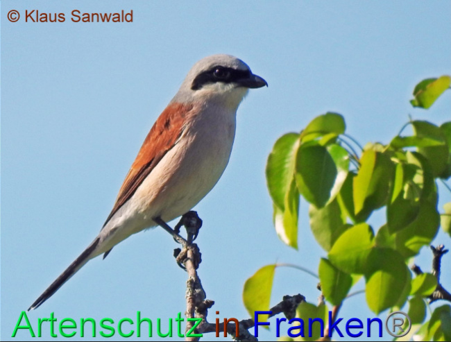 © Artenschutz in Franken® / Klaus Sanwald Bild zum Eintrag (1063501-160)