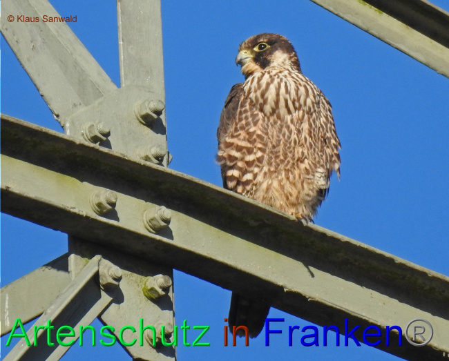 © Artenschutz in Franken® / Klaus Sanwald Bild zum Eintrag (1063529-160)