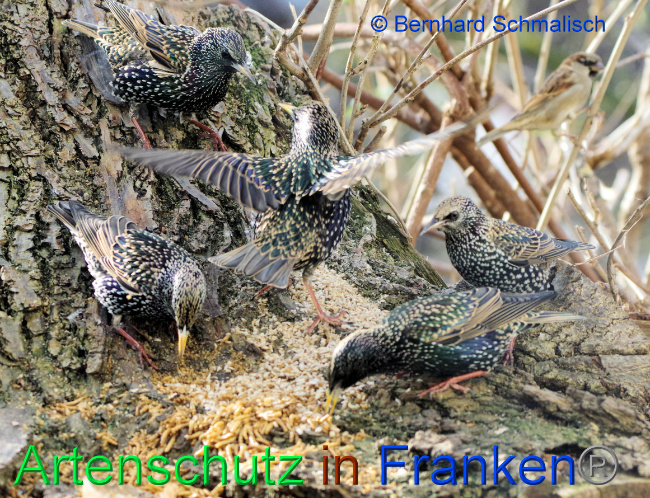 Ā© Artenschutz in FrankenĀ® / Bernhard Schmalisch Bild zum Eintrag (1063571-160)