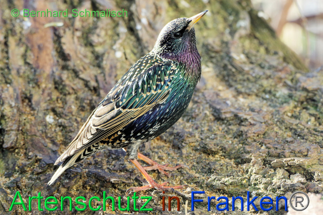 Ā© Artenschutz in FrankenĀ® / Bernhard Schmalisch Bild zum Eintrag (1063573-160)