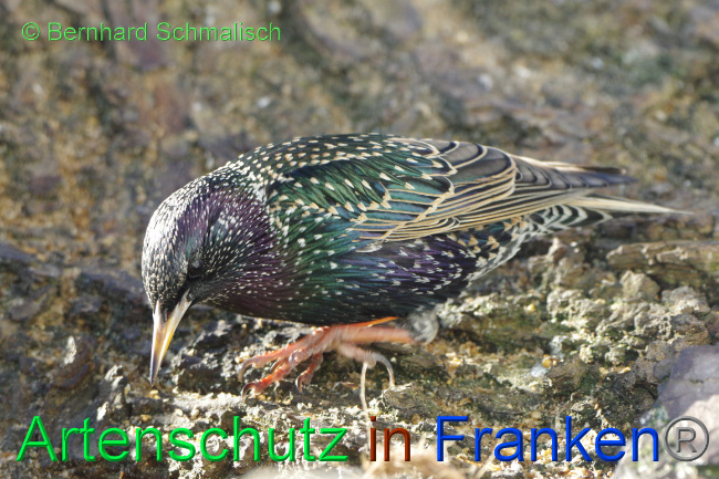 © Artenschutz in Franken® / Bernhard Schmalisch Bild zum Eintrag (1063604-160)