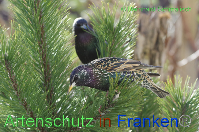© Artenschutz in Franken® / Bernhard Schmalisch Bild zum Eintrag (1063969-160)