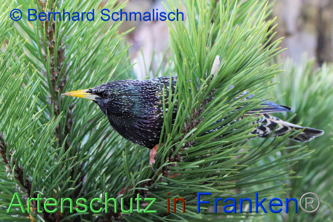 © Artenschutz in Franken® / Bernhard Schmalisch Bild zum Eintrag (1063970-160)