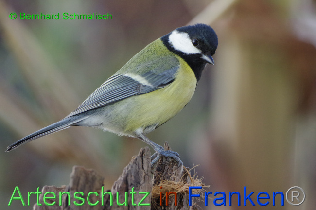 © Artenschutz in Franken® / Bernhard Schmalisch Bild zum Eintrag (1063984-160)