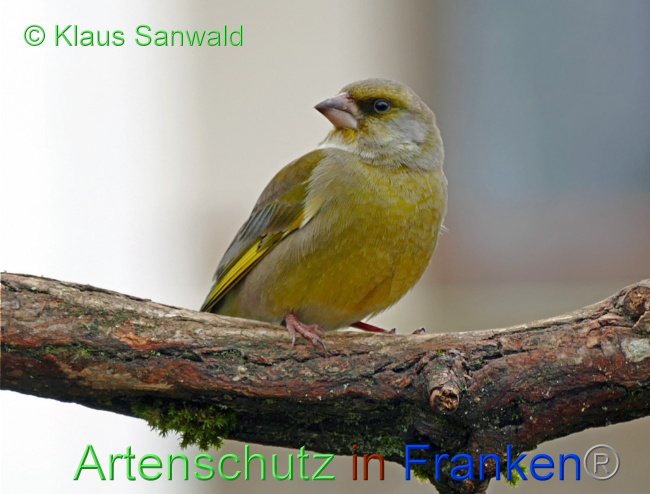 © Artenschutz in Franken® / Klaus Sanwald Bild zum Eintrag (1064028-160)