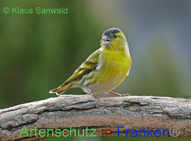 © Artenschutz in Franken® / Klaus Sanwald Bild zum Eintrag (1064032-160)