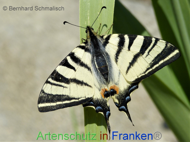 © Artenschutz in Franken® / Bernhard Schmalisch Bild zum Eintrag (1064085-160)