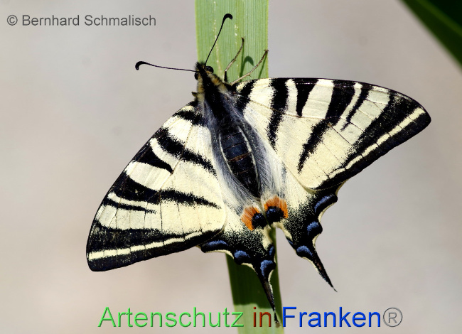 © Artenschutz in Franken® / Bernhard Schmalisch Bild zum Eintrag (1064086-160)