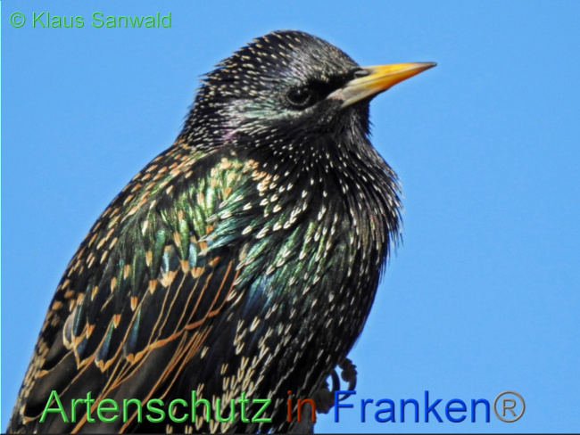 © Artenschutz in Franken® / Klaus Sanwald Bild zum Eintrag (1064382-160)