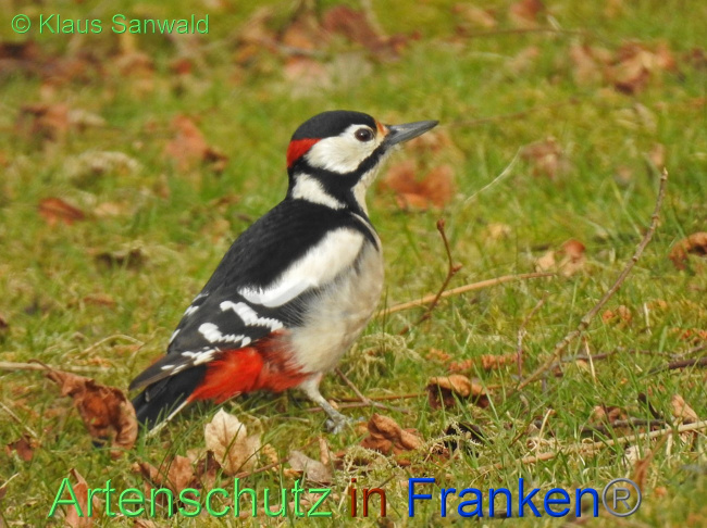 © Artenschutz in Franken® / Klaus Sanwald Bild zum Eintrag (1064387-160)