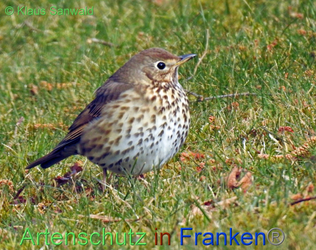 © Artenschutz in Franken® / Klaus Sanwald Bild zum Eintrag (1064534-160)